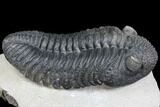 Prone Drotops Trilobite - Beautiful Specimen #146596-1